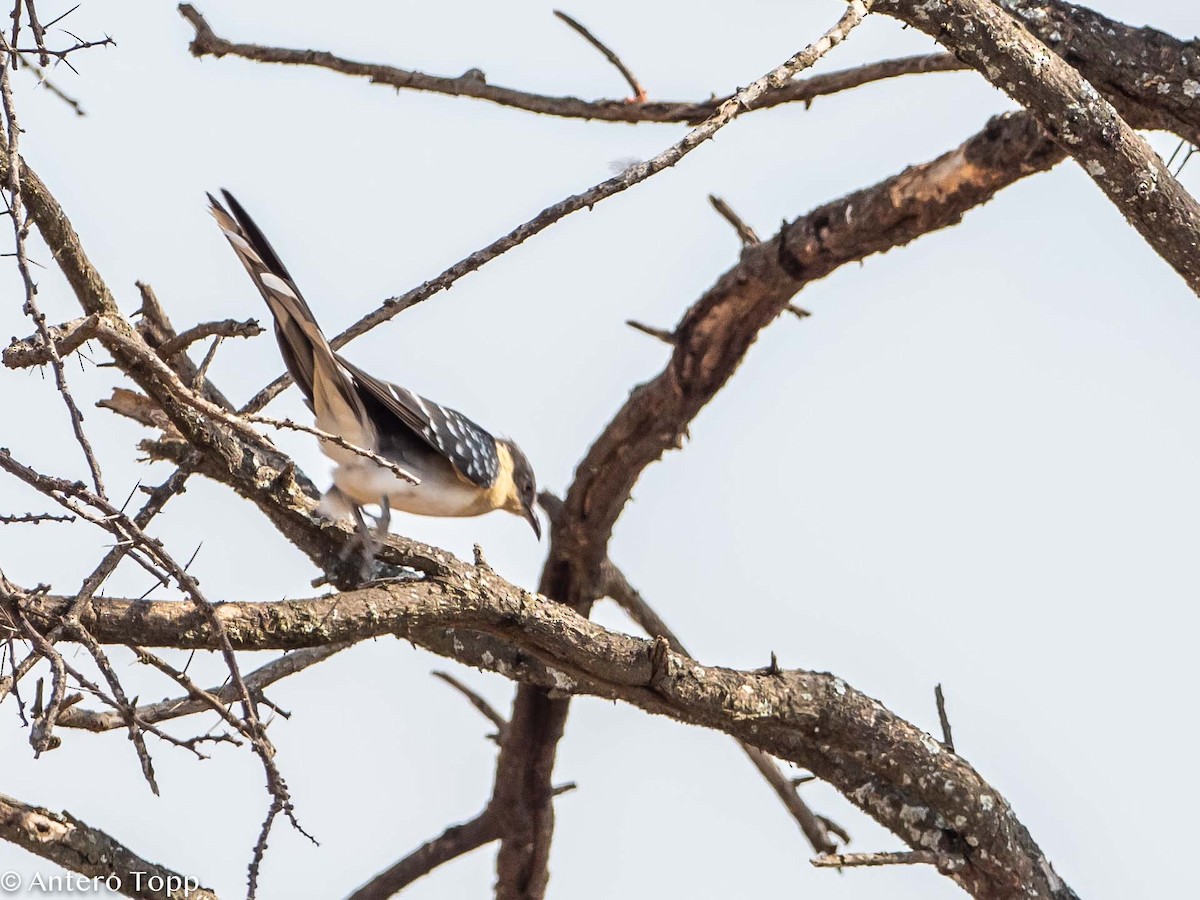 Great Spotted Cuckoo - ML395247631