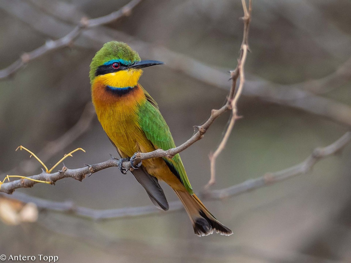 Little Bee-eater - Antero Topp