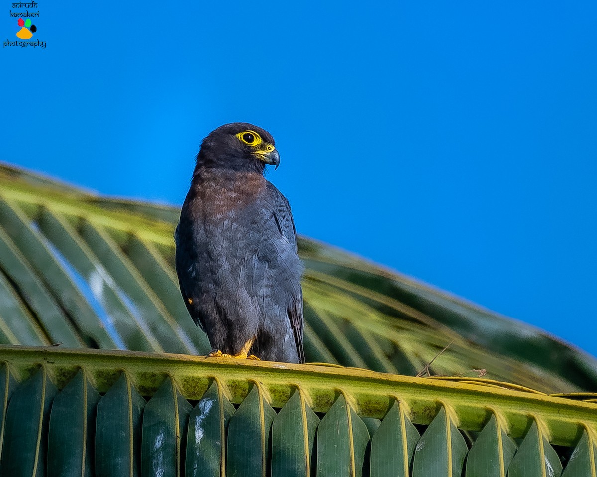 Red-necked Falcon - Anirudh Kamakeri