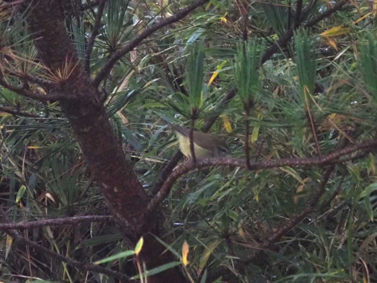 Yellowish-bellied Bush Warbler - ML395251261