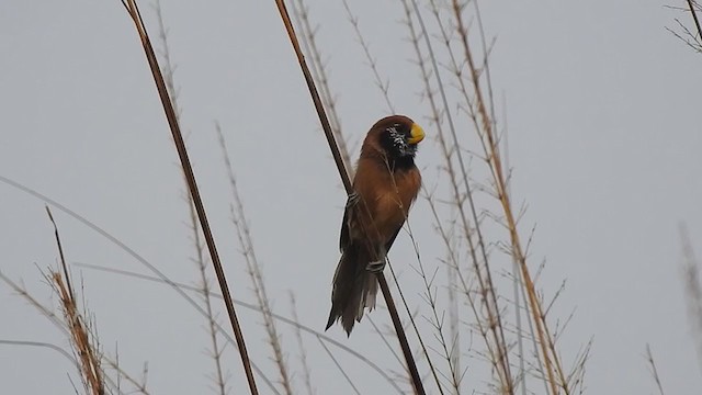 Black-breasted Parrotbill - ML395251821