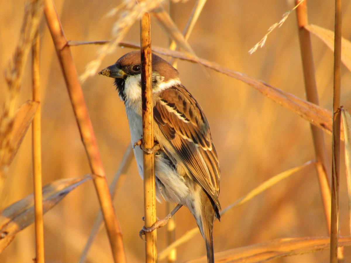 Eurasian Tree Sparrow - ML395253461