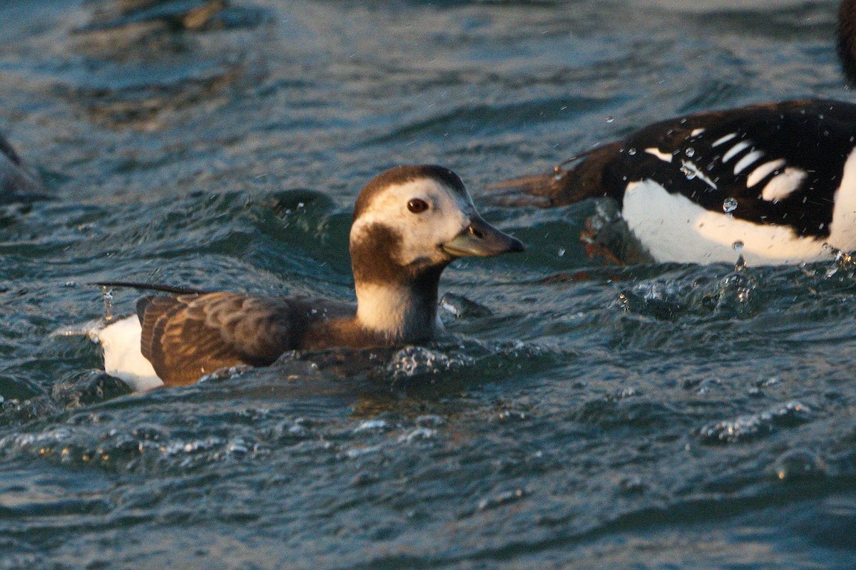 Long-tailed Duck - ML395254311