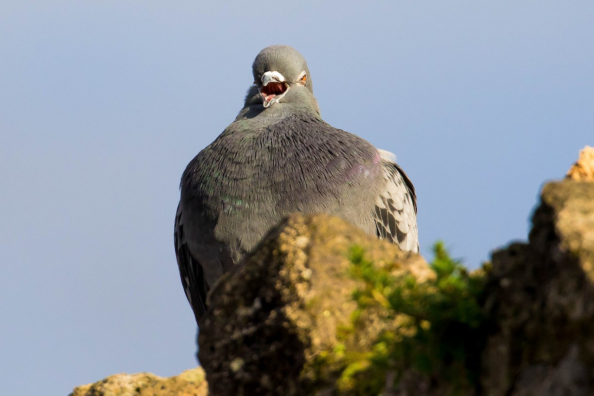 Rock Pigeon (Feral Pigeon) - ML39525471