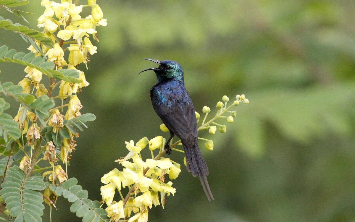 Red-chested Sunbird - ML395257971