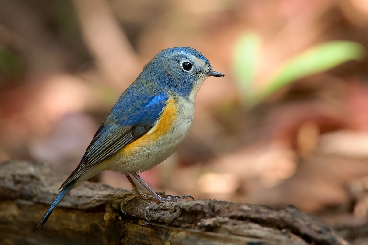 Red-flanked Bluetail - ML395258361