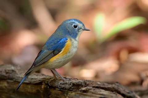 Brown and blue bird, female Red-flanked Bluetail (Tarsiger