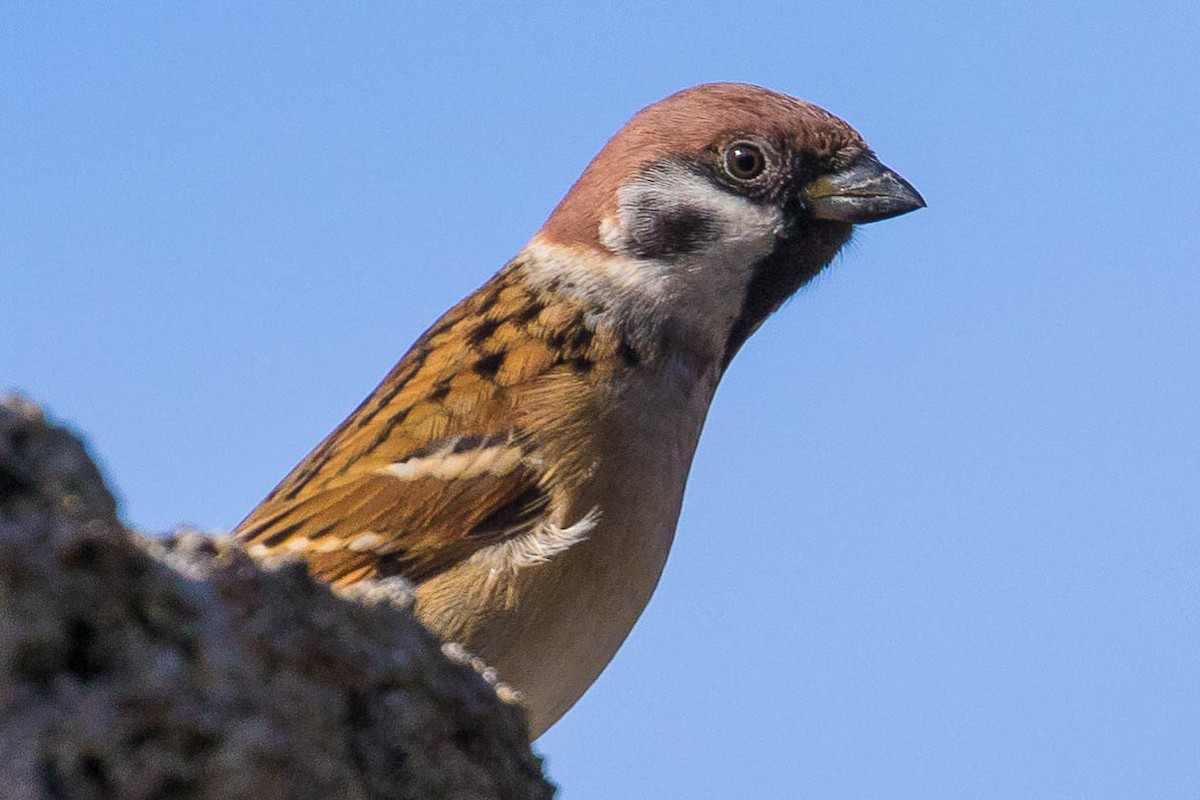 Eurasian Tree Sparrow - ML39525931