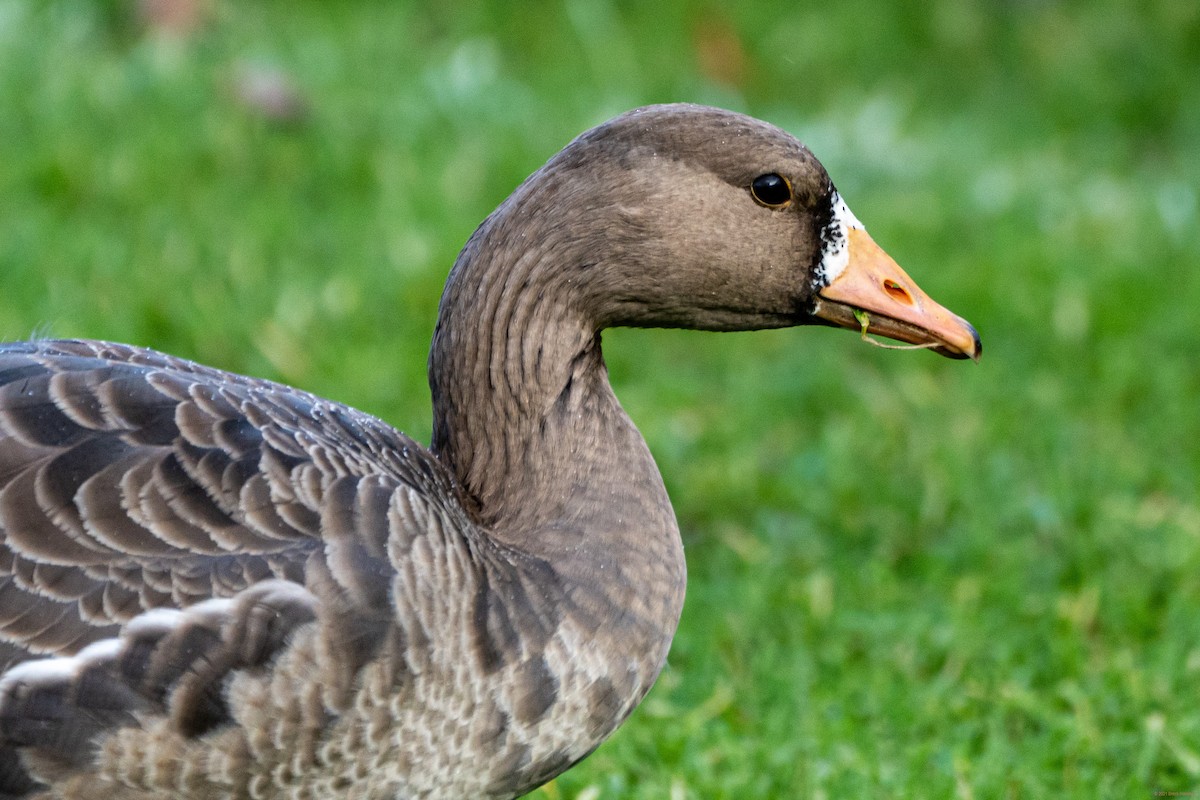 Greater White-fronted Goose - ML395260061