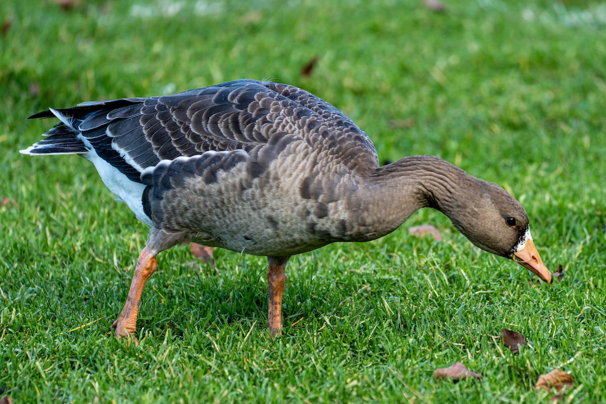 Greater White-fronted Goose - ML395260121