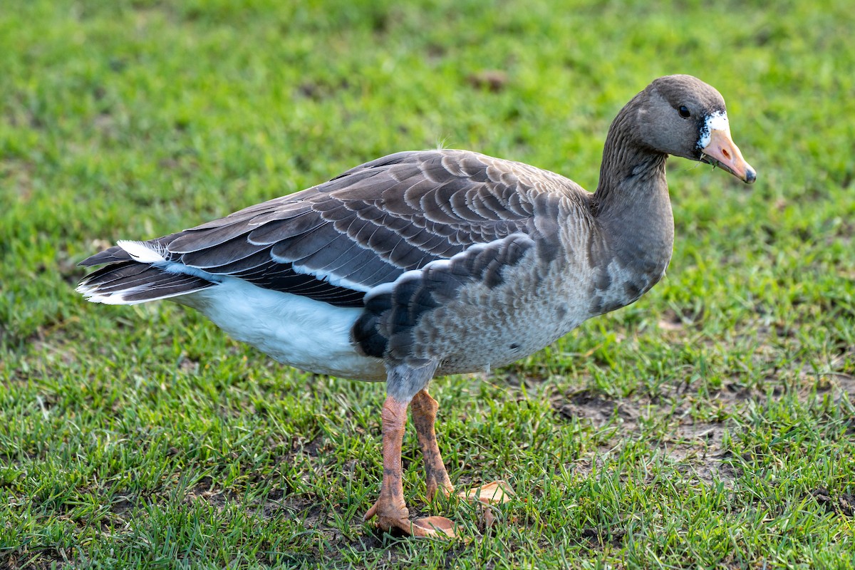Greater White-fronted Goose - ML395260131