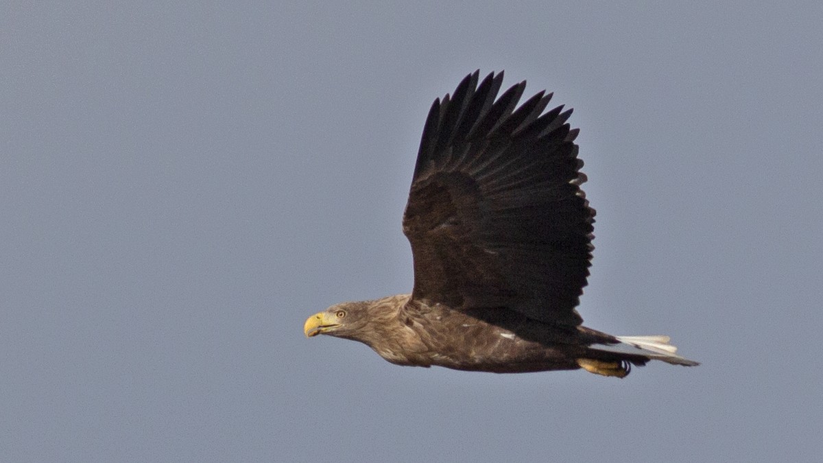 White-tailed Eagle - ML395266771