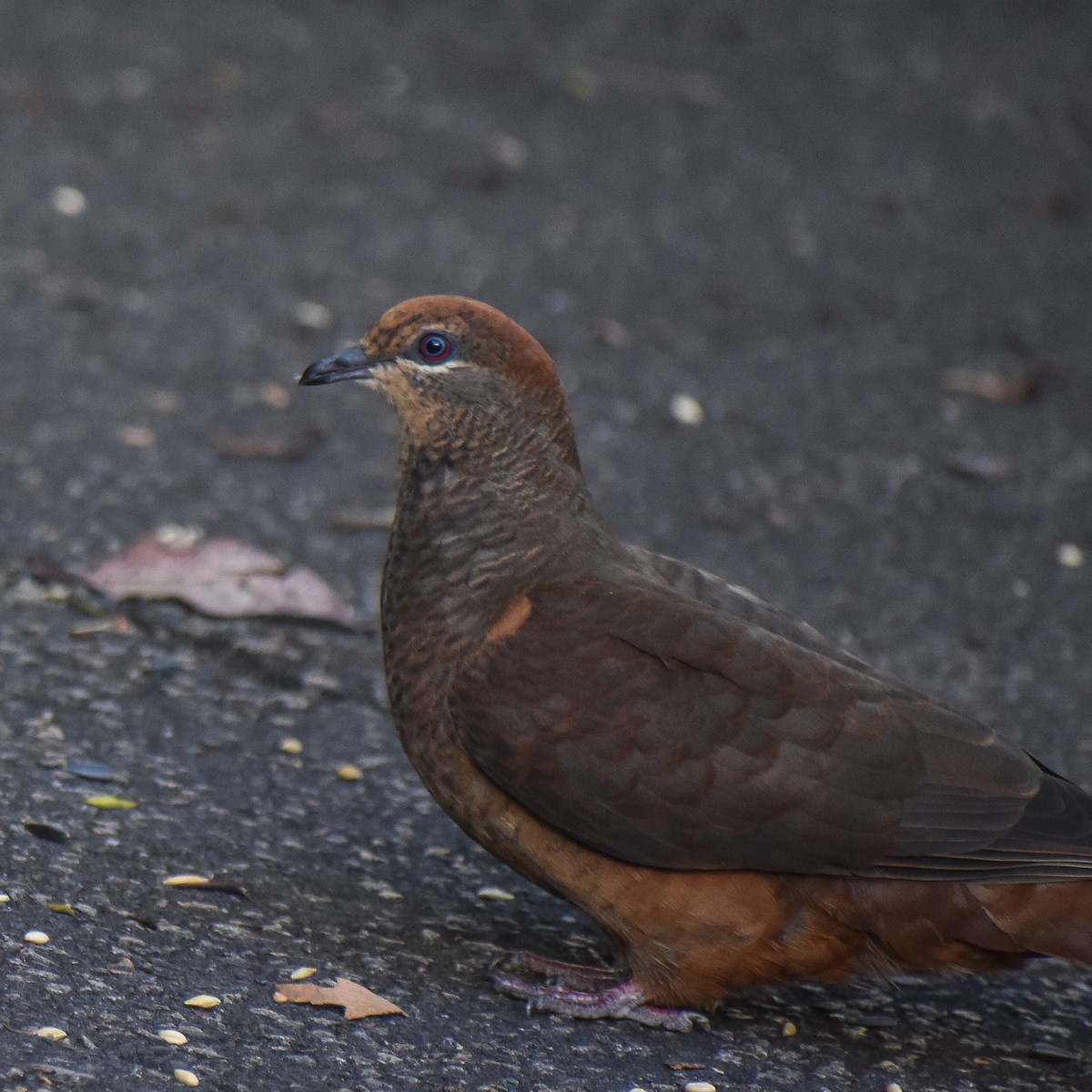 Brown Cuckoo-Dove - ML395267501