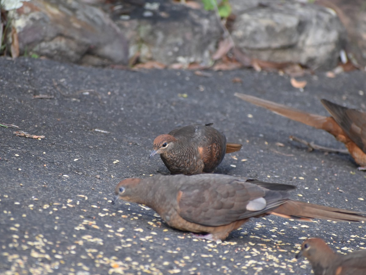 Brown Cuckoo-Dove - ML395267581