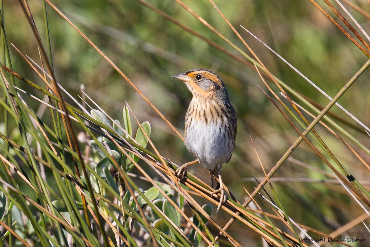 Saltmarsh Sparrow - David Disher