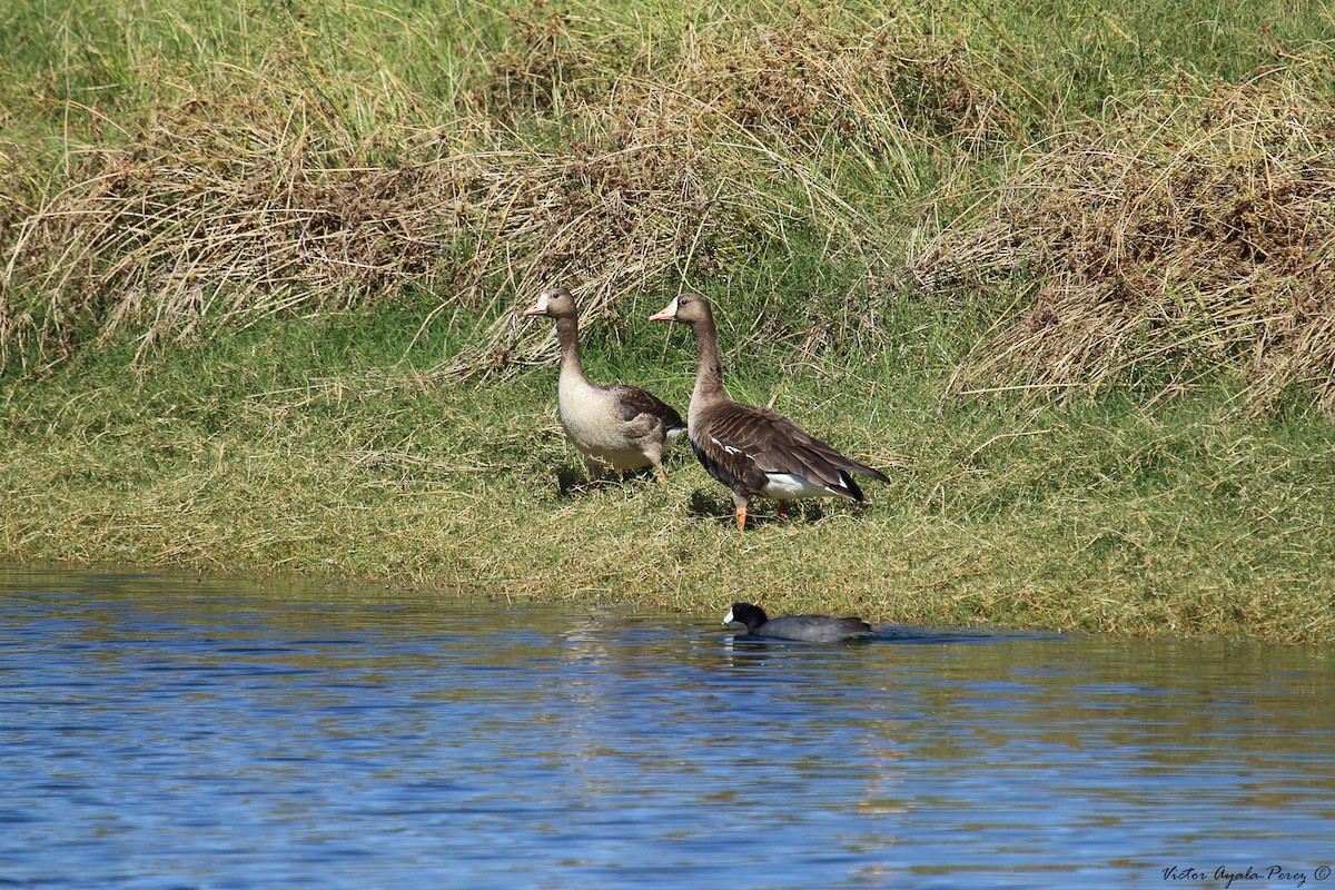 Greater White-fronted Goose - ML39526981