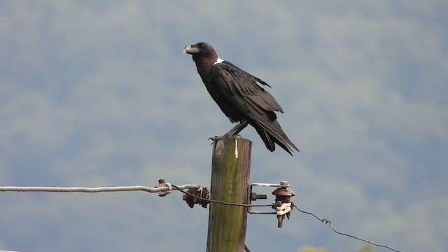 White-necked Raven - ML395272241