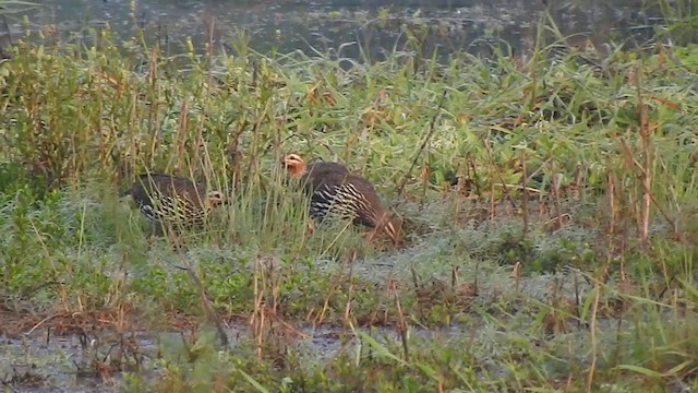  - Swamp Francolin