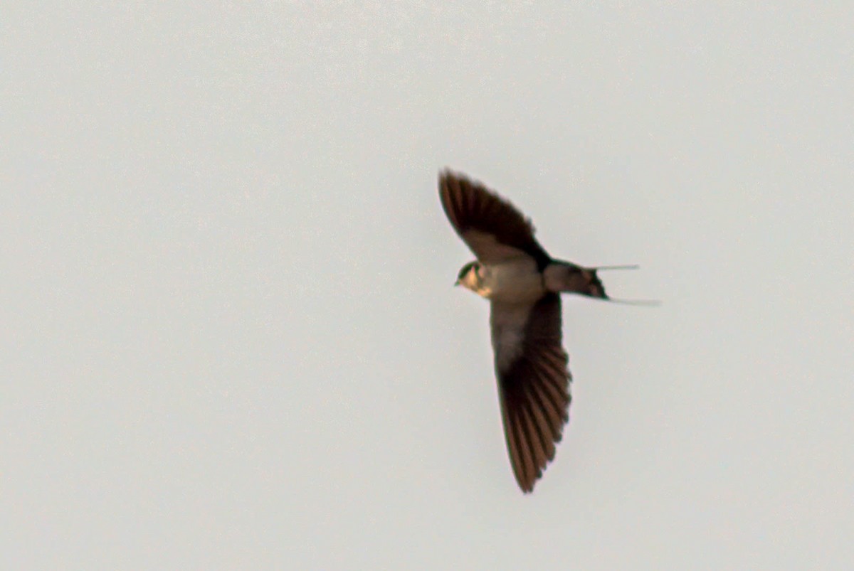 Wire-tailed Swallow - Adit  Jeyan