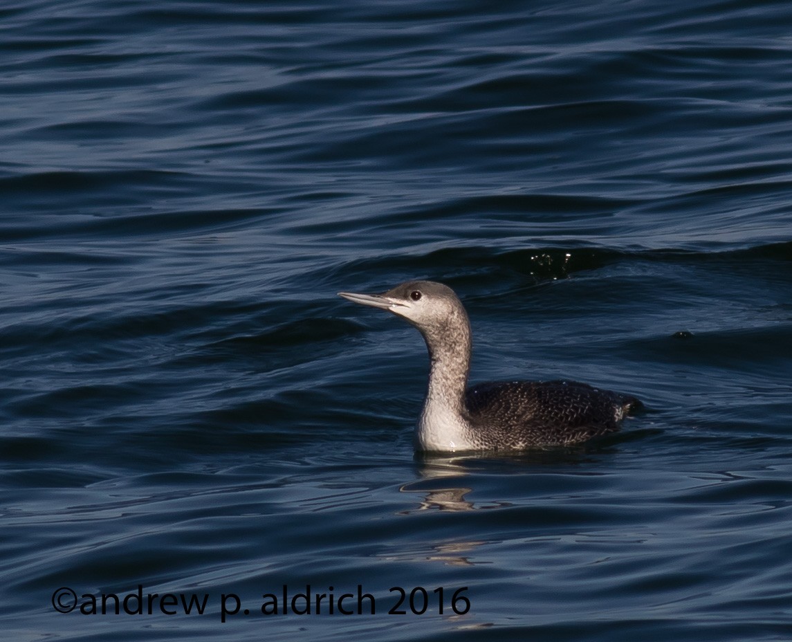 Red-throated Loon - andrew aldrich