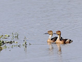 Fulvous Whistling-Duck, ML395277371