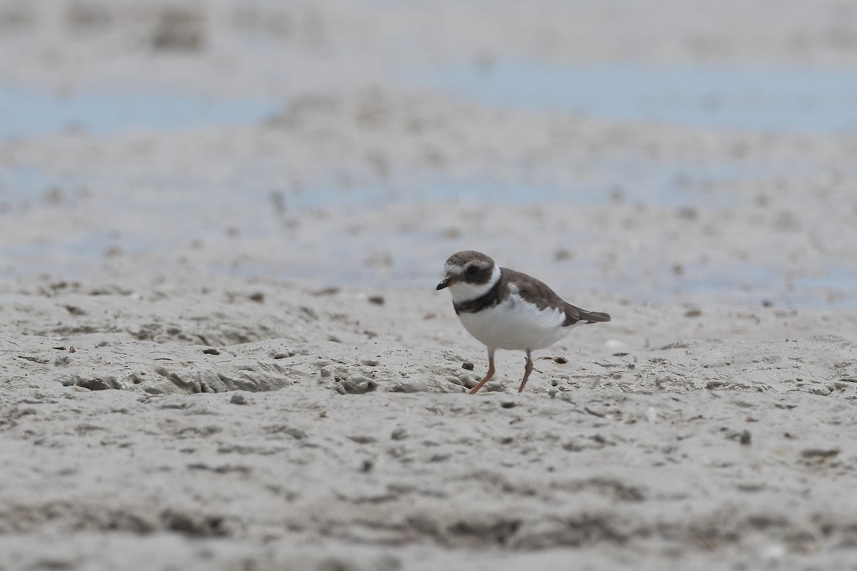 Common Ringed Plover - ML395279151