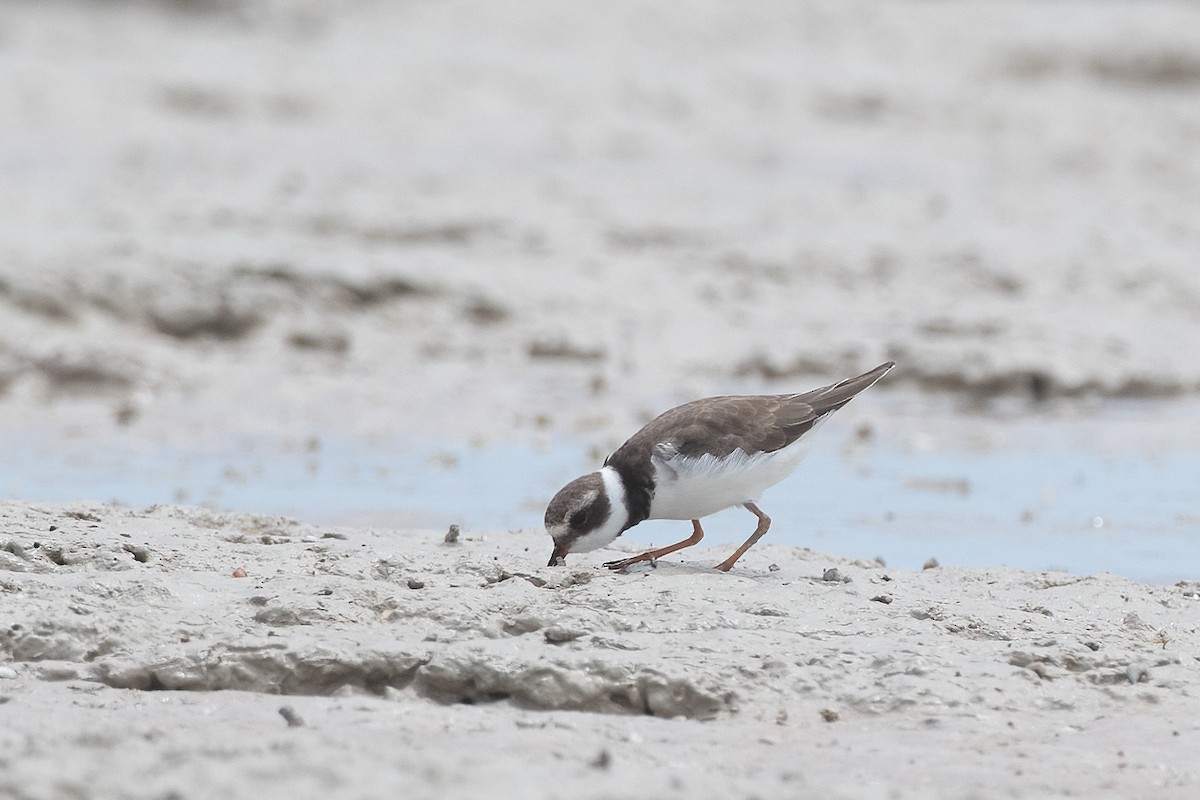 Common Ringed Plover - ML395279161