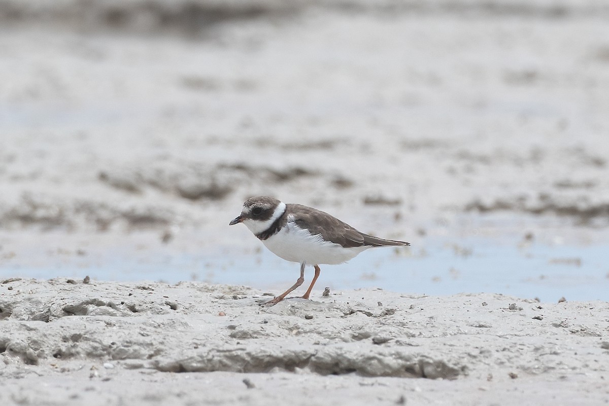 Common Ringed Plover - ML395279191