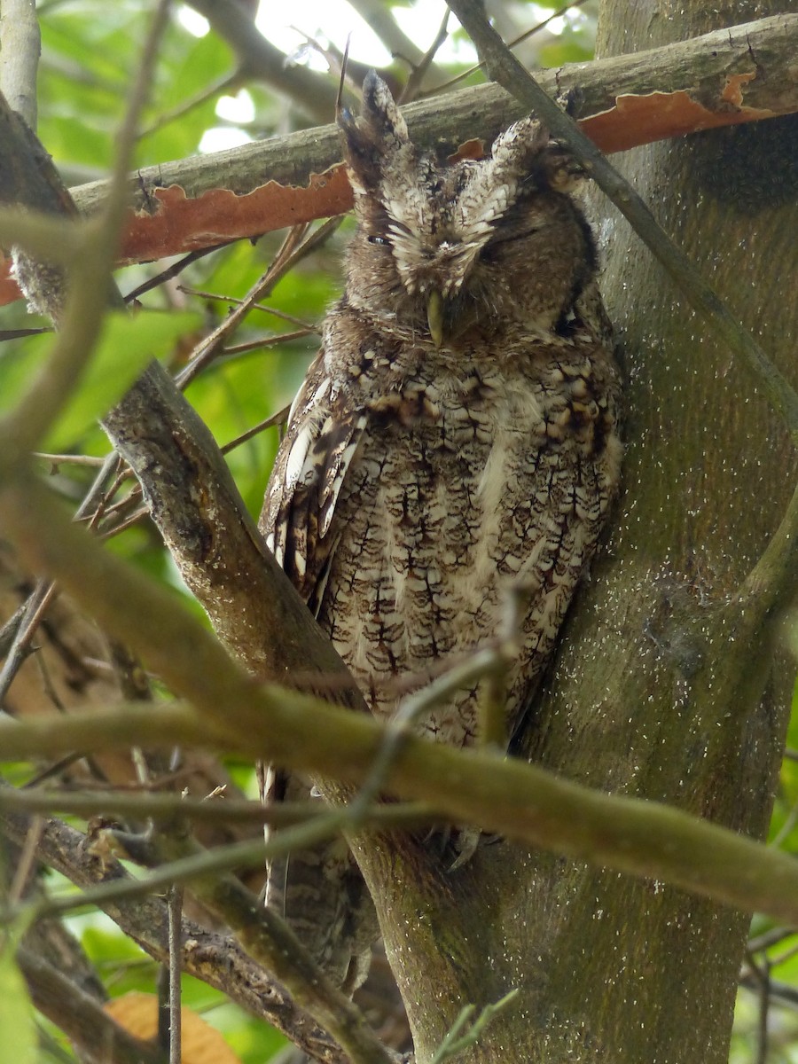 Peruvian Screech-Owl (pacificus) - ML395280161