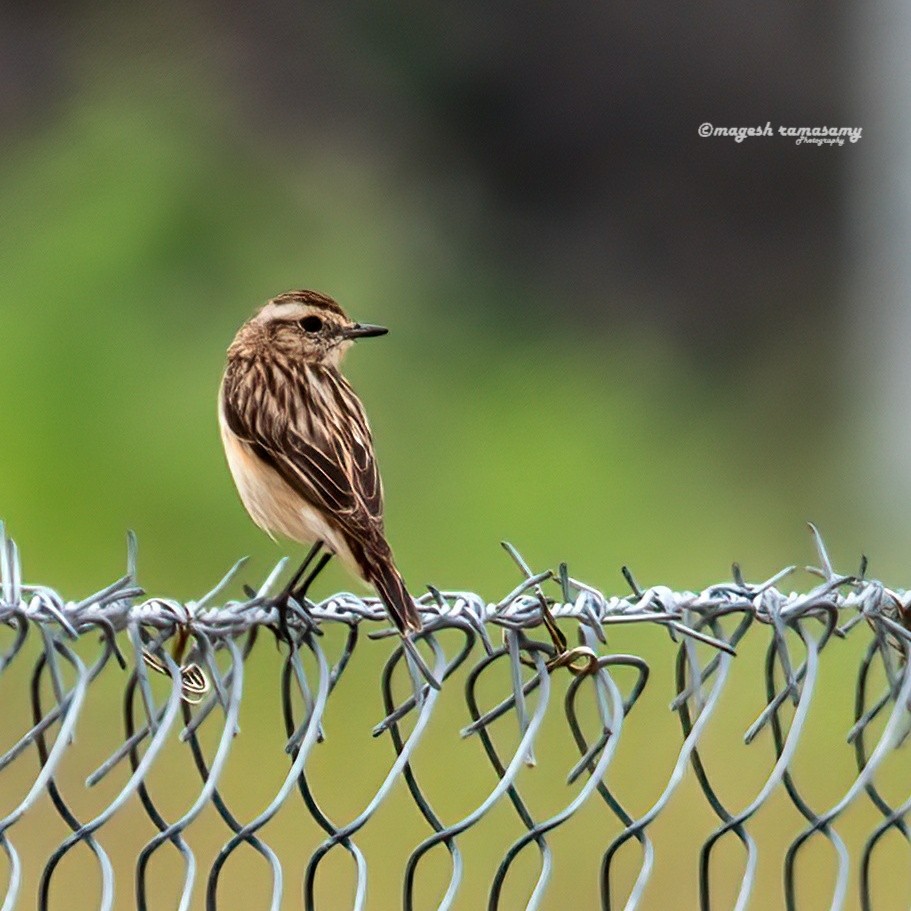 Whinchat - ML395282701