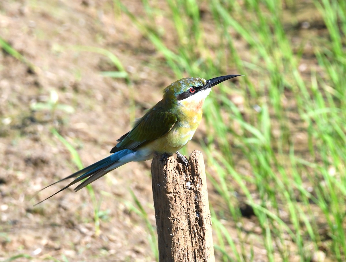 Blue-tailed Bee-eater - ML395284511