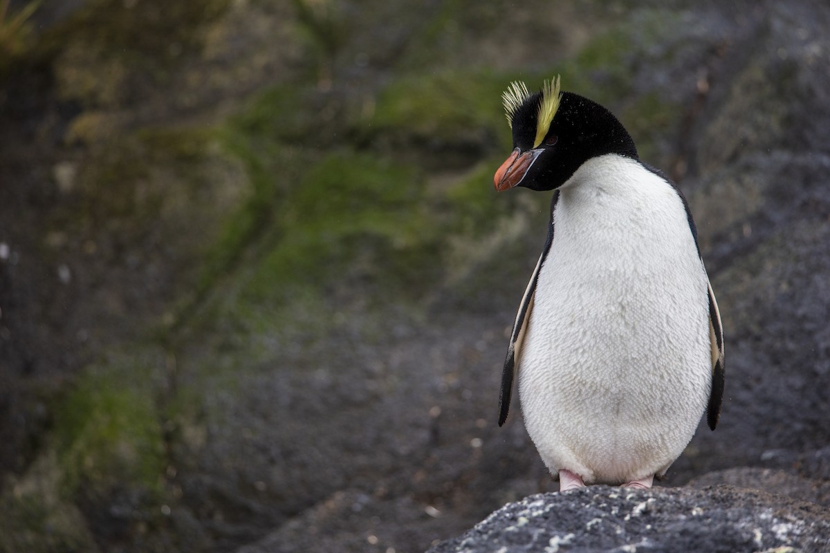 Erect-crested Penguin - Michael Stubblefield