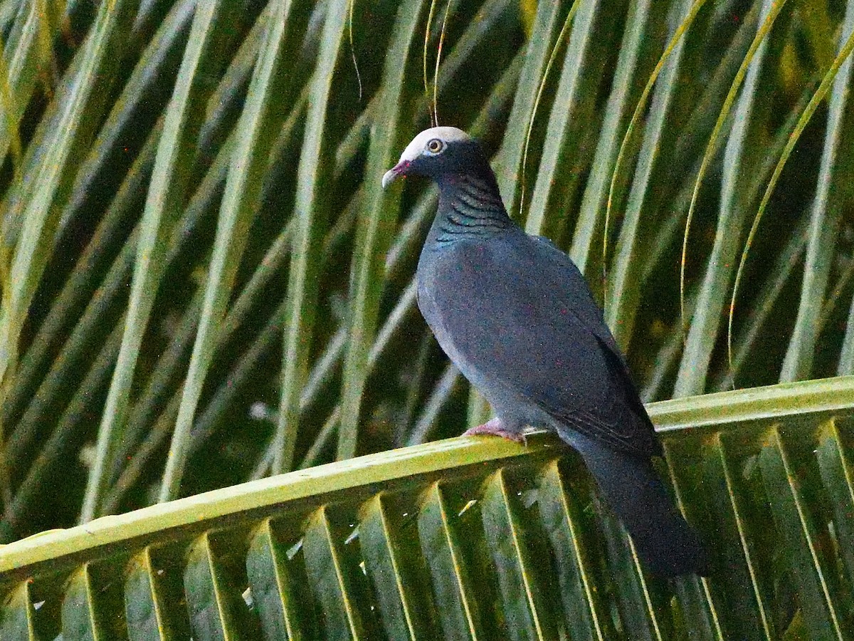 White-crowned Pigeon - ML395286491