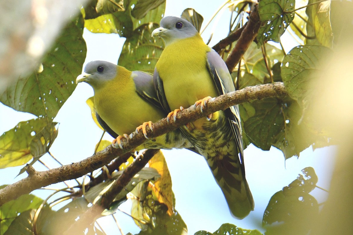Yellow-footed Green-Pigeon - ML395287091