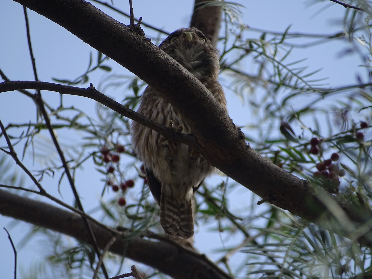 Peruvian Pygmy-Owl - ML395288691