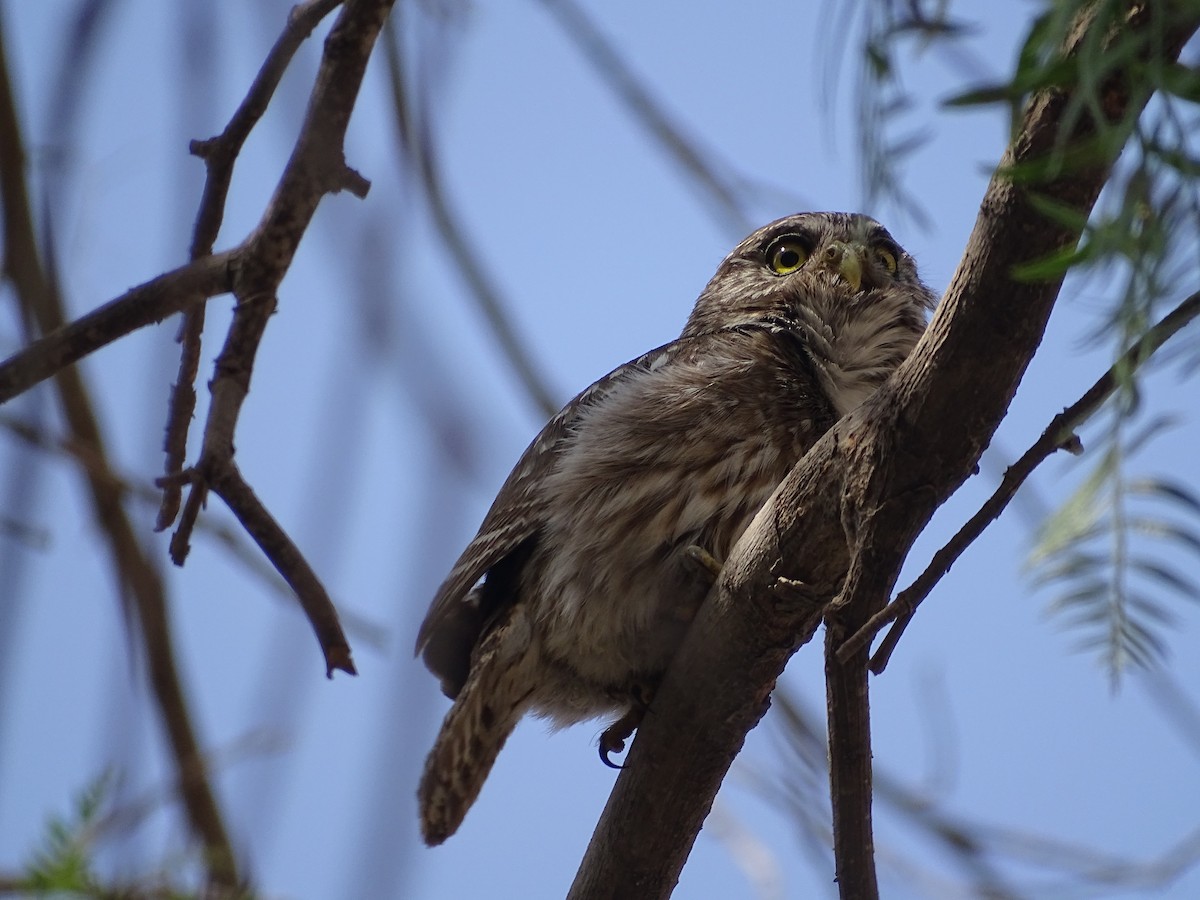 Peruvian Pygmy-Owl - ML395288701