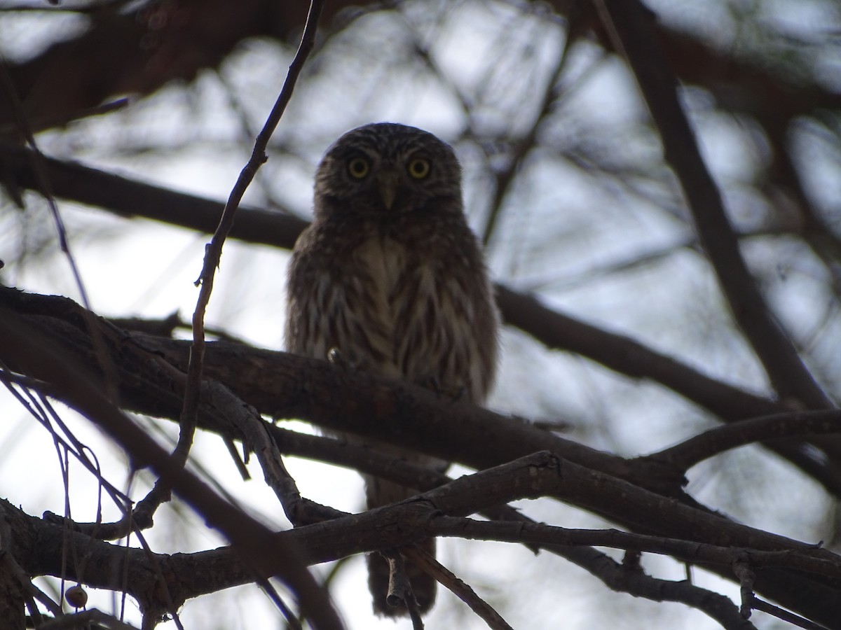 Peruvian Pygmy-Owl - ML395288711