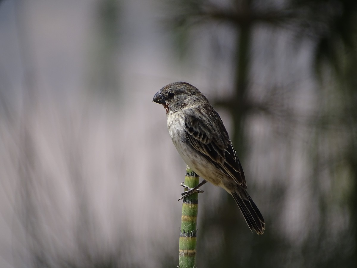 Chestnut-throated Seedeater - ML395289771
