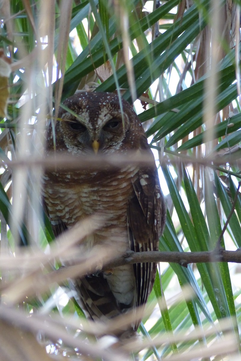 African Wood-Owl - Alexandre Vinot