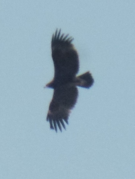 Greater Spotted Eagle - ML395292531