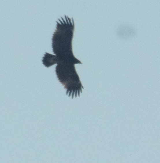 Greater Spotted Eagle - ML395292581