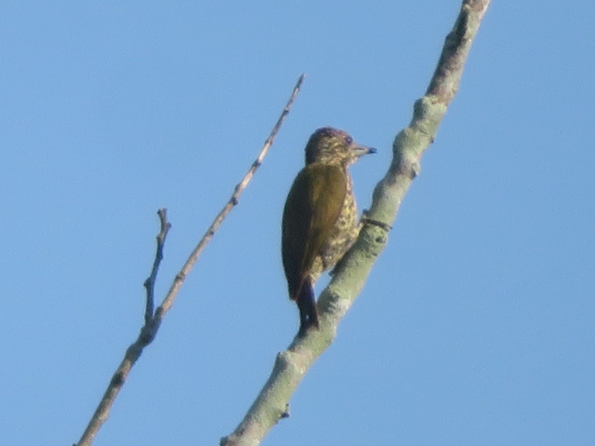 Gabon Woodpecker - ML395301281