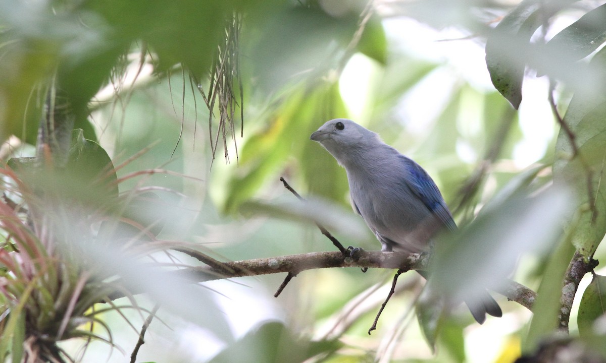 Blue-gray Tanager - Sean Fitzgerald