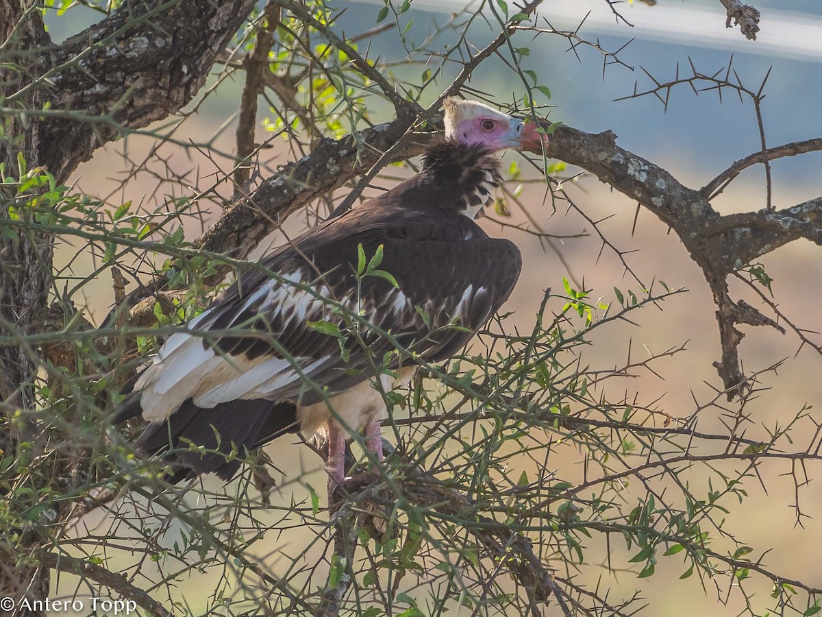 White-headed Vulture - Antero Topp