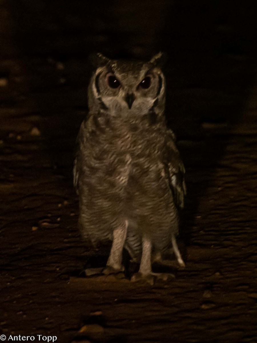 Spotted Eagle-Owl - Antero Topp