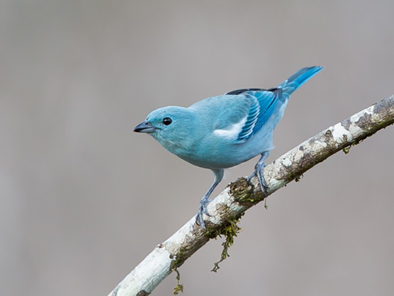 Blue-gray Tanager - Otto Samwald