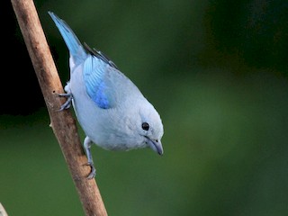 นกเต็มวัย (Blue-gray) - Matthew Grube - ML39531081