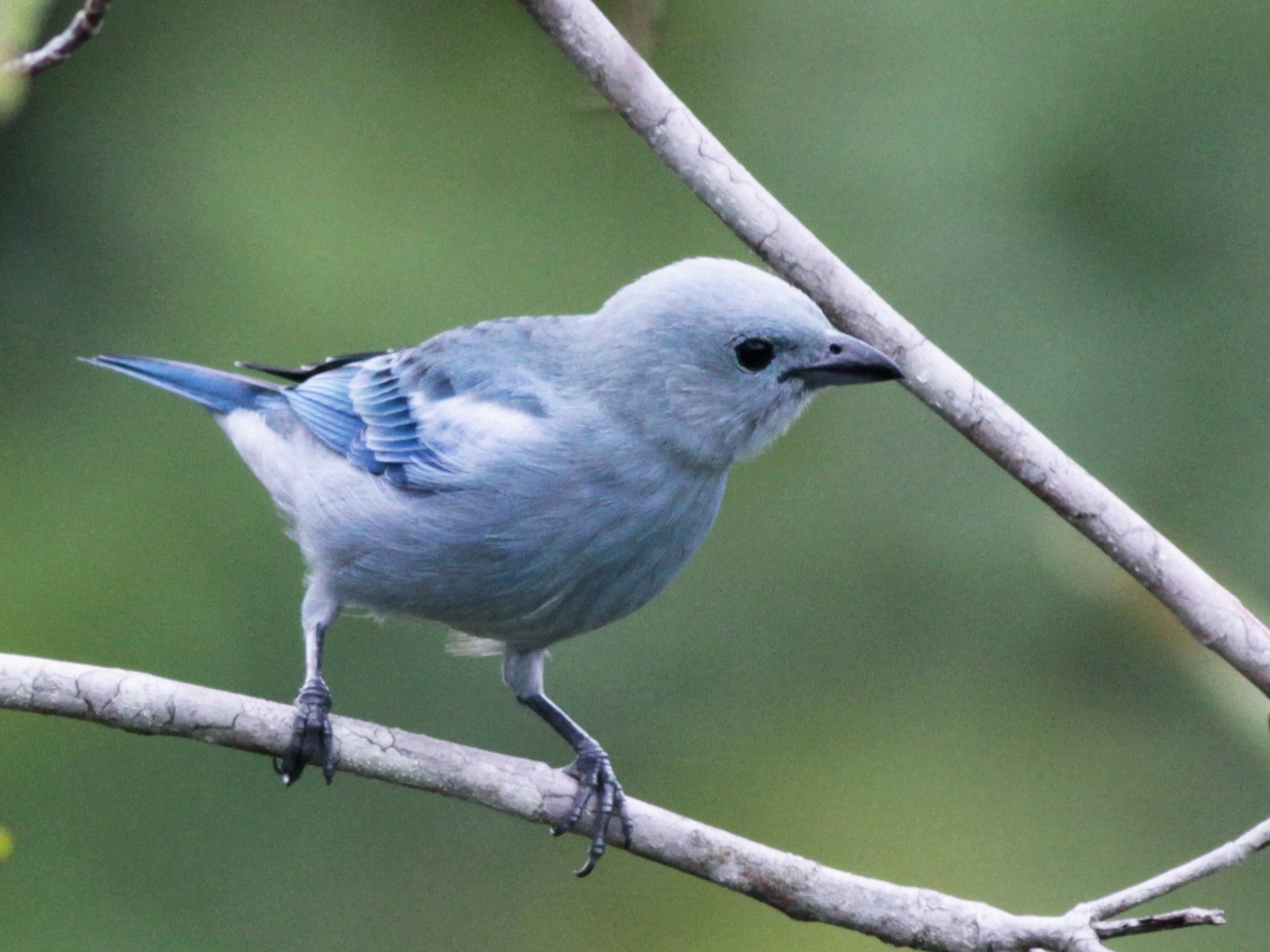 Blue-gray Tanager - eBird