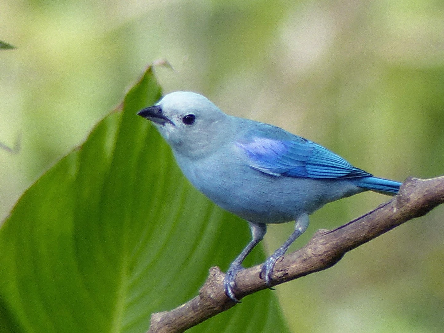Blue-gray Tanager - Micheline Bisson