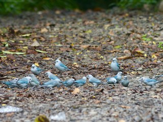  - Blue-gray Tanager